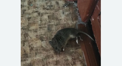 Дезинфекция от мышей в Красногорске