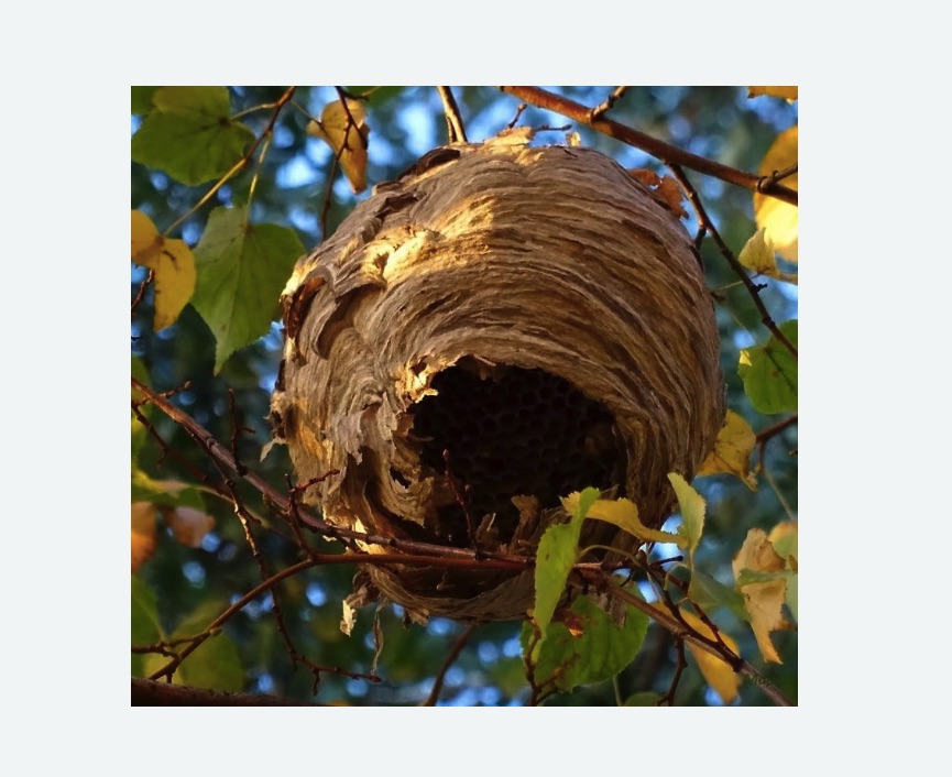 Обработка от шершней в Красногорске