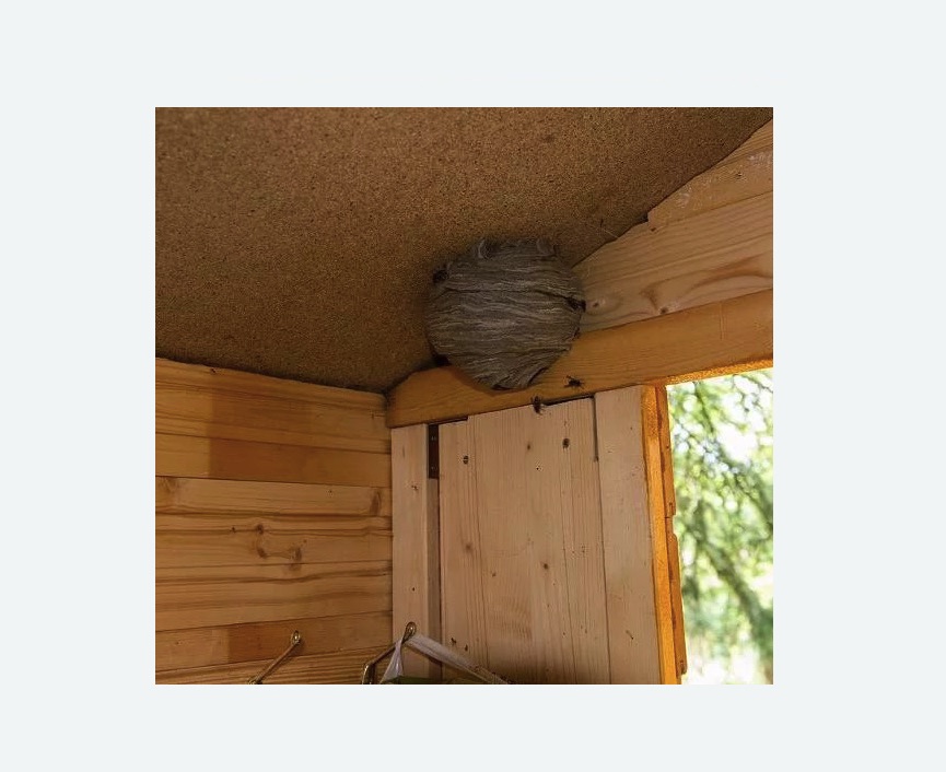 Обработка от ос в Красногорске Обработка от ос