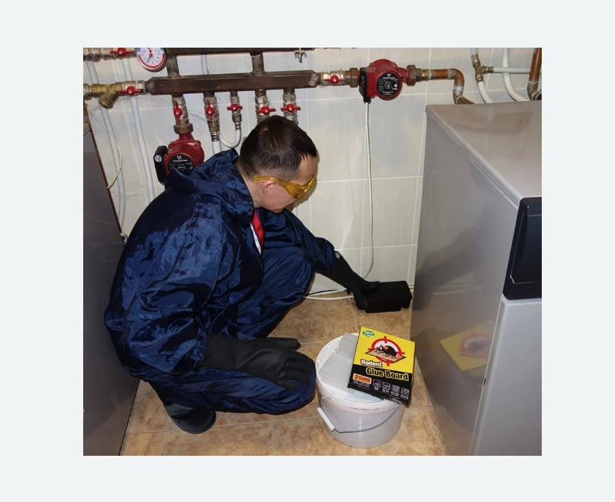 Уничтожение крыс в Красногорске