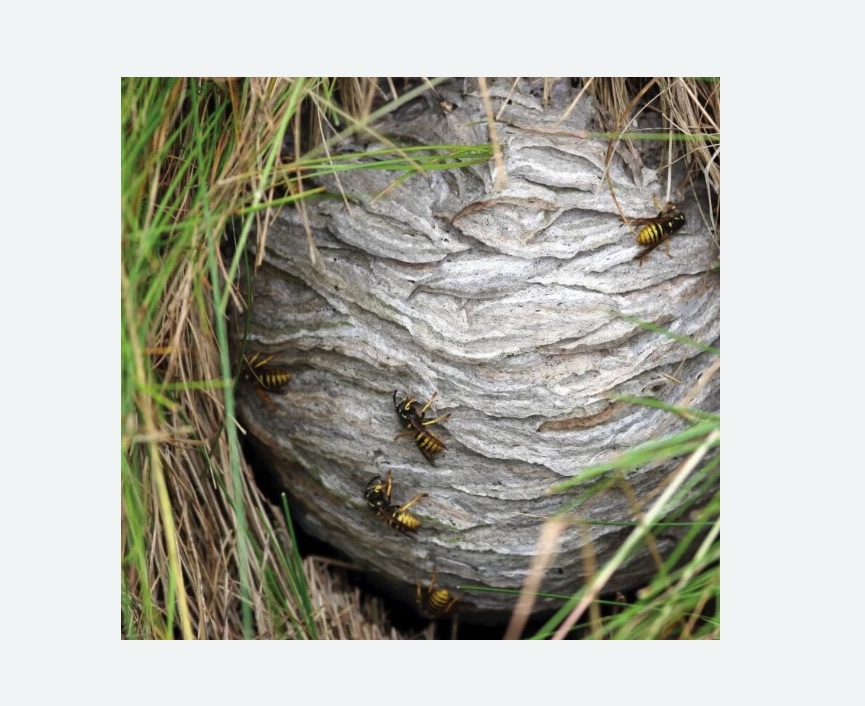 Уничтожение ос и ульев Уничтожение ос и ульев в Красногорске